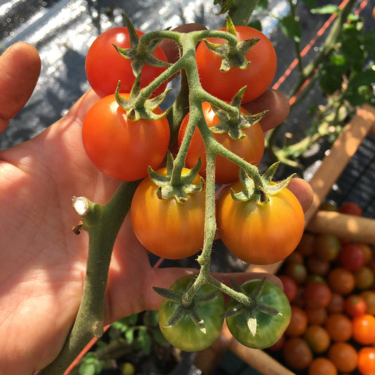 Tomato Sungold Cherry